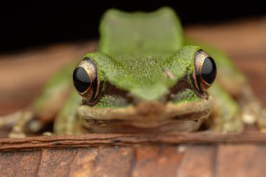 Nature wildlife image of Torrent Frog (Meristogenys phaeomerus) on deep Rainforest jungle on Sabah, Borneo clipart