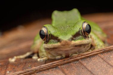 Sabah, Borneo 'daki derin yağmur ormanlarında Torrent Frog' un (Meristogenys phaeomerus) doğa görüntüsü