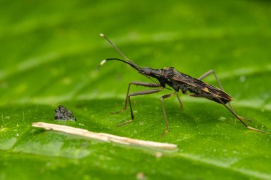 nature wildlife insect image of Assassin bugs clipart