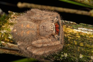 Kızıl ve Siyah Çeneli Avcı 'nın (Heteropoda sp.)