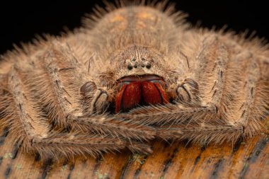 Nature wildlife image of Red-and-Black Jawed Huntsman (Heteropoda sp) clipart