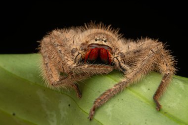 Kızıl ve Siyah Çeneli Avcı 'nın (Heteropoda sp.)