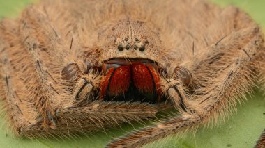 Kızıl ve Siyah Çeneli Avcı 'nın (Heteropoda sp.)