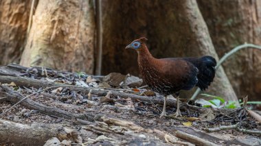 Lophura ignita olarak bilinen muhteşem Bornean Tepeli Ateşli Sırtı, Bornean yağmur ormanlarının benekli güneş ışığıyla gurur duyuyor.