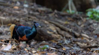 Lophura ignita olarak bilinen muhteşem Bornean Tepeli Ateşli Sırtı, Bornean yağmur ormanlarının benekli güneş ışığıyla gurur duyuyor.