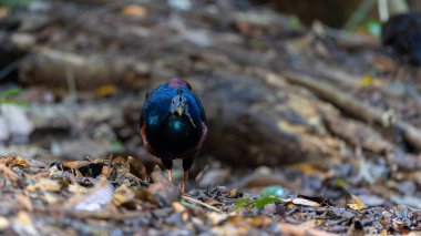 Lophura ignita olarak bilinen muhteşem Bornean Tepeli Ateşli Sırtı, Bornean yağmur ormanlarının benekli güneş ışığıyla gurur duyuyor.