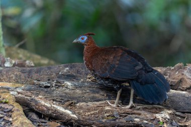 Lophura ignita olarak bilinen muhteşem Bornean Tepeli Ateşli Sırtı, Bornean yağmur ormanlarının benekli güneş ışığıyla gurur duyuyor.