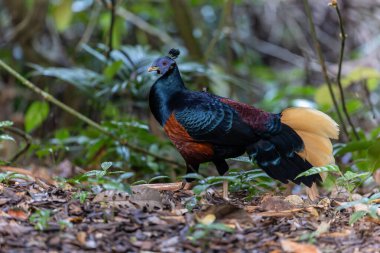 Lophura ignita olarak bilinen muhteşem Bornean Tepeli Ateşli Sırtı, Bornean yağmur ormanlarının benekli güneş ışığıyla gurur duyuyor.