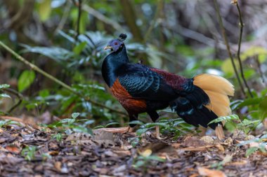 Lophura ignita olarak bilinen muhteşem Bornean Tepeli Ateşli Sırtı, Bornean yağmur ormanlarının benekli güneş ışığıyla gurur duyuyor.