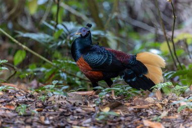 A magnificent Bornean Crested Fireback, scientifically known as Lophura ignita, stands proud in the dappled sunlight of the Bornean rainforest clipart