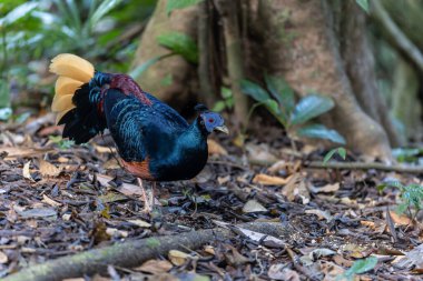 A magnificent Bornean Crested Fireback, scientifically known as Lophura ignita, stands proud in the dappled sunlight of the Bornean rainforest clipart