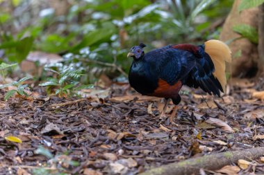 Lophura ignita olarak bilinen muhteşem Bornean Tepeli Ateşli Sırtı, Bornean yağmur ormanlarının benekli güneş ışığıyla gurur duyuyor.