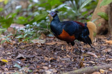 Lophura ignita olarak bilinen muhteşem Bornean Tepeli Ateşli Sırtı, Bornean yağmur ormanlarının benekli güneş ışığıyla gurur duyuyor.