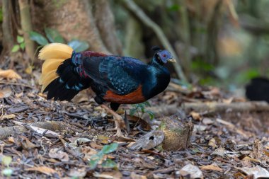 A magnificent Bornean Crested Fireback, scientifically known as Lophura ignita, stands proud in the dappled sunlight of the Bornean rainforest clipart