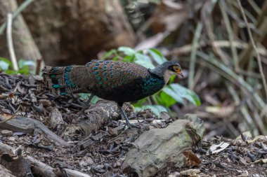 Bornean Tavus Kuşu Sülünü Borneo 'nun Vahşi Doğası' nın Kalbindeki Renklerin Bir Benzeri