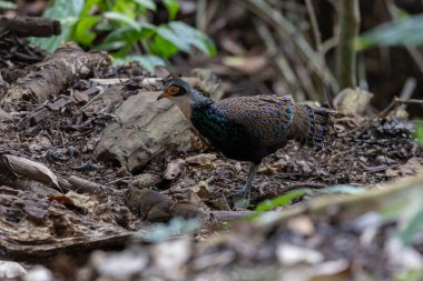 Bornean Tavus Kuşu Sülünü Borneo 'nun Vahşi Doğası' nın Kalbindeki Renklerin Bir Benzeri