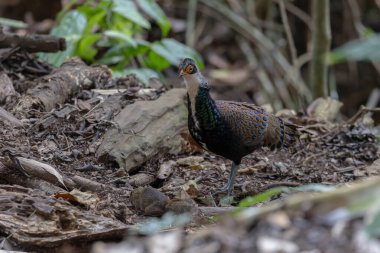 Bornean Tavus Kuşu Sülünü Borneo 'nun Vahşi Doğası' nın Kalbindeki Renklerin Bir Benzeri