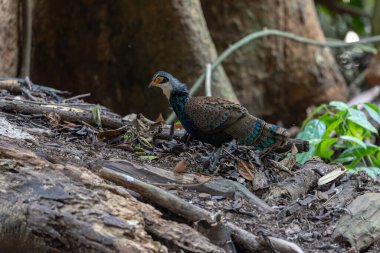 Bornean Tavus Kuşu Sülünü Borneo 'nun Vahşi Doğası' nın Kalbindeki Renklerin Bir Benzeri