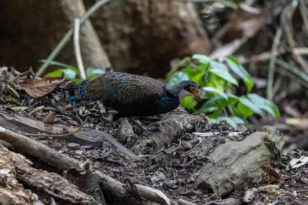 Bornean Tavus Kuşu Sülünü Borneo 'nun Vahşi Doğası' nın Kalbindeki Renklerin Bir Benzeri