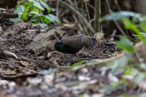 Bornean Tavus Kuşu Sülünü Borneo 'nun Vahşi Doğası' nın Kalbindeki Renklerin Bir Benzeri