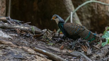 Bornean Tavus Kuşu Sülünü Borneo 'nun Vahşi Doğası' nın Kalbindeki Renklerin Bir Benzeri