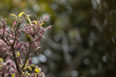 Whitehead 'in Borneo kuşuna özgü örümcek avcısı kuşunun doğa görüntüsü..