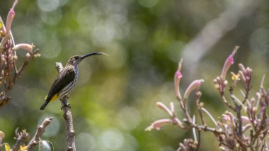 Whitehead 'in Borneo kuşuna özgü örümcek avcısı kuşunun doğa görüntüsü..