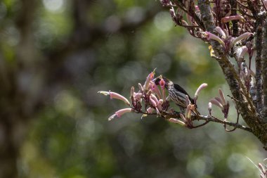 Whitehead 'in Borneo kuşuna özgü örümcek avcısı kuşunun doğa görüntüsü..