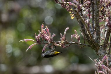 Nature wildlife image of Whitehead's Spiderhunter bird endemic of borneo bird. clipart