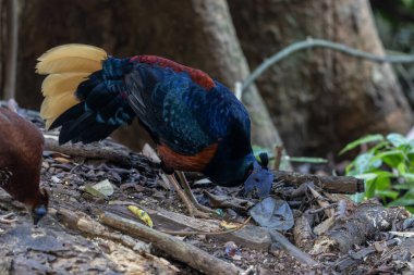 Lophura ignita olarak bilinen muhteşem Bornean Tepeli Ateşli Sırtı, Bornean yağmur ormanlarının benekli güneş ışığıyla gurur duyuyor.