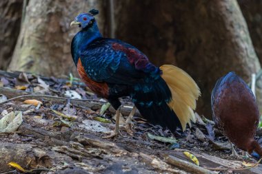 Lophura ignita olarak bilinen muhteşem Bornean Tepeli Ateşli Sırtı, Bornean yağmur ormanlarının benekli güneş ışığıyla gurur duyuyor.