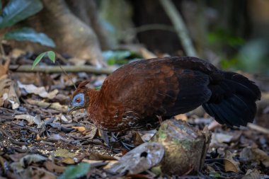 Lophura ignita olarak bilinen muhteşem Bornean Tepeli Ateşli Sırtı, Bornean yağmur ormanlarının benekli güneş ışığıyla gurur duyuyor.