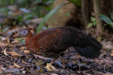 Lophura ignita olarak bilinen muhteşem Bornean Tepeli Ateşli Sırtı, Bornean yağmur ormanlarının benekli güneş ışığıyla gurur duyuyor.
