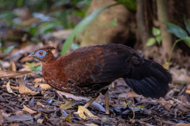Lophura ignita olarak bilinen muhteşem Bornean Tepeli Ateşli Sırtı, Bornean yağmur ormanlarının benekli güneş ışığıyla gurur duyuyor.
