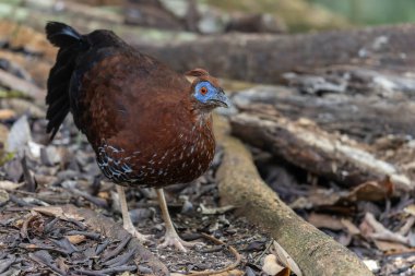 Lophura ignita olarak bilinen muhteşem Bornean Tepeli Ateşli Sırtı, Bornean yağmur ormanlarının benekli güneş ışığıyla gurur duyuyor.