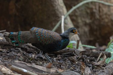 Bornean Tavus Kuşu Sülünü Borneo 'nun Vahşi Doğası' nın Kalbindeki Renklerin Bir Benzeri