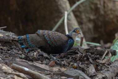 Bornean Tavus Kuşu Sülünü Borneo 'nun Vahşi Doğası' nın Kalbindeki Renklerin Bir Benzeri