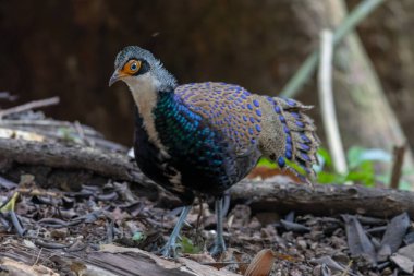 Bornean Tavus Kuşu Sülünü Borneo 'nun Vahşi Doğası' nın Kalbindeki Renklerin Bir Benzeri