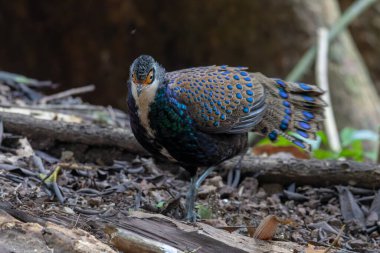 Bornean Tavus Kuşu Sülünü Borneo 'nun Vahşi Doğası' nın Kalbindeki Renklerin Bir Benzeri