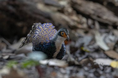 Bornean Tavus Kuşu Sülünü Borneo 'nun Vahşi Doğası' nın Kalbindeki Renklerin Bir Benzeri