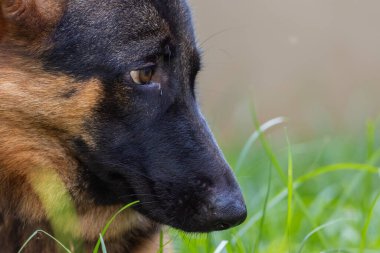 Sevimli ve sevimli Alman çoban köpeği yeşil çimen bahçesinde yatıyor.