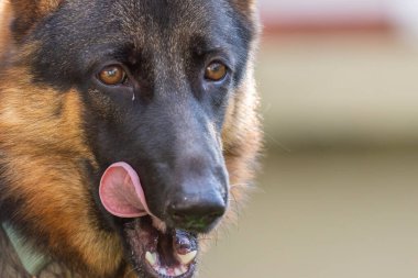 Sevimli ve sevimli Alman çoban köpeği yeşil çimen bahçesinde yatıyor.