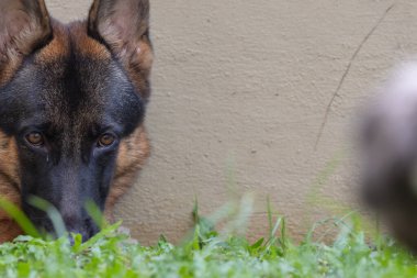 Sevimli ve sevimli Alman çoban köpeği yeşil çimen bahçesinde yatıyor.