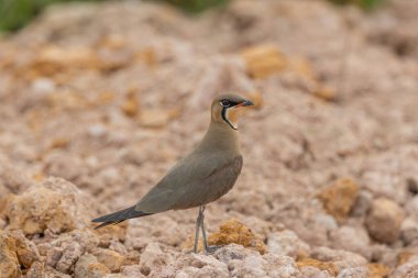 Doğulu Pratincole 'un (Glareola maldivarum) doğa görüntüsü)