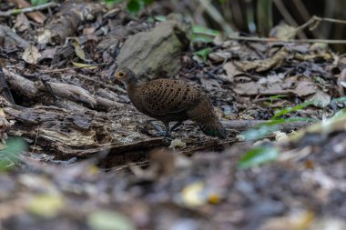 Bornean Tavus Kuşu Sülünü Borneo 'nun Vahşi Doğası' nın Kalbindeki Renklerin Bir Benzeri