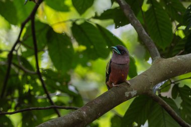 Nature wildlife image of Banded Broadbill bird perching on tree branch. clipart