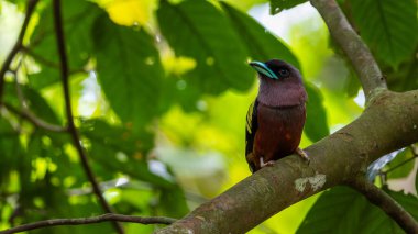 Yayın gagalı kuşunun ağaç dalına tünediği doğal yaşam görüntüsü.