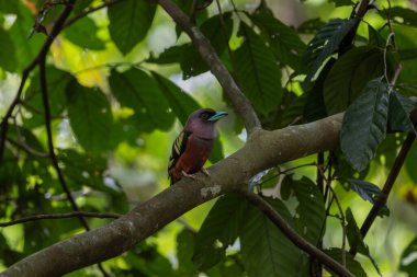 Nature wildlife image of Banded Broadbill bird perching on tree branch. clipart