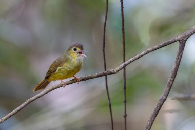 Kıllı sırtlı Bulbul 'un doğa kuşu ağaca tünedi..