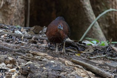 A magnificent Bornean Crested Fireback, scientifically known as Lophura ignita, stands proud in the dappled sunlight of the Bornean rainforest clipart